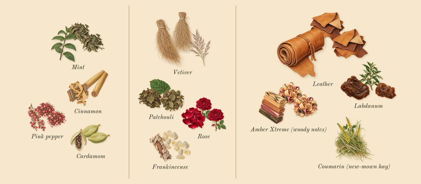Enclave’s scent picture, a draft: cardamom, mint, pink pepper, cinnamon, rose, patchouli drawn so far; dashed outlines where nothing is drawn yet