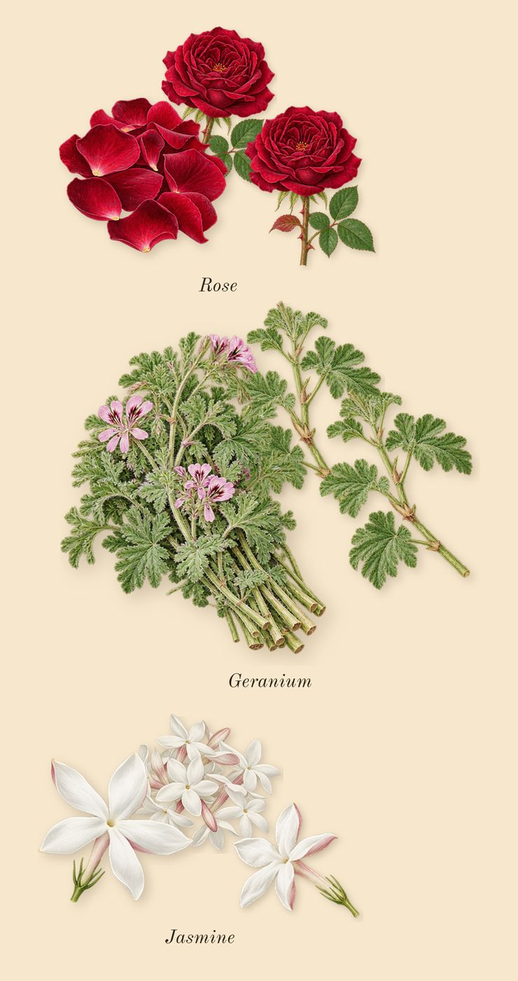Epic 56 Woman, heart: Rose, Geranium, Jasmine