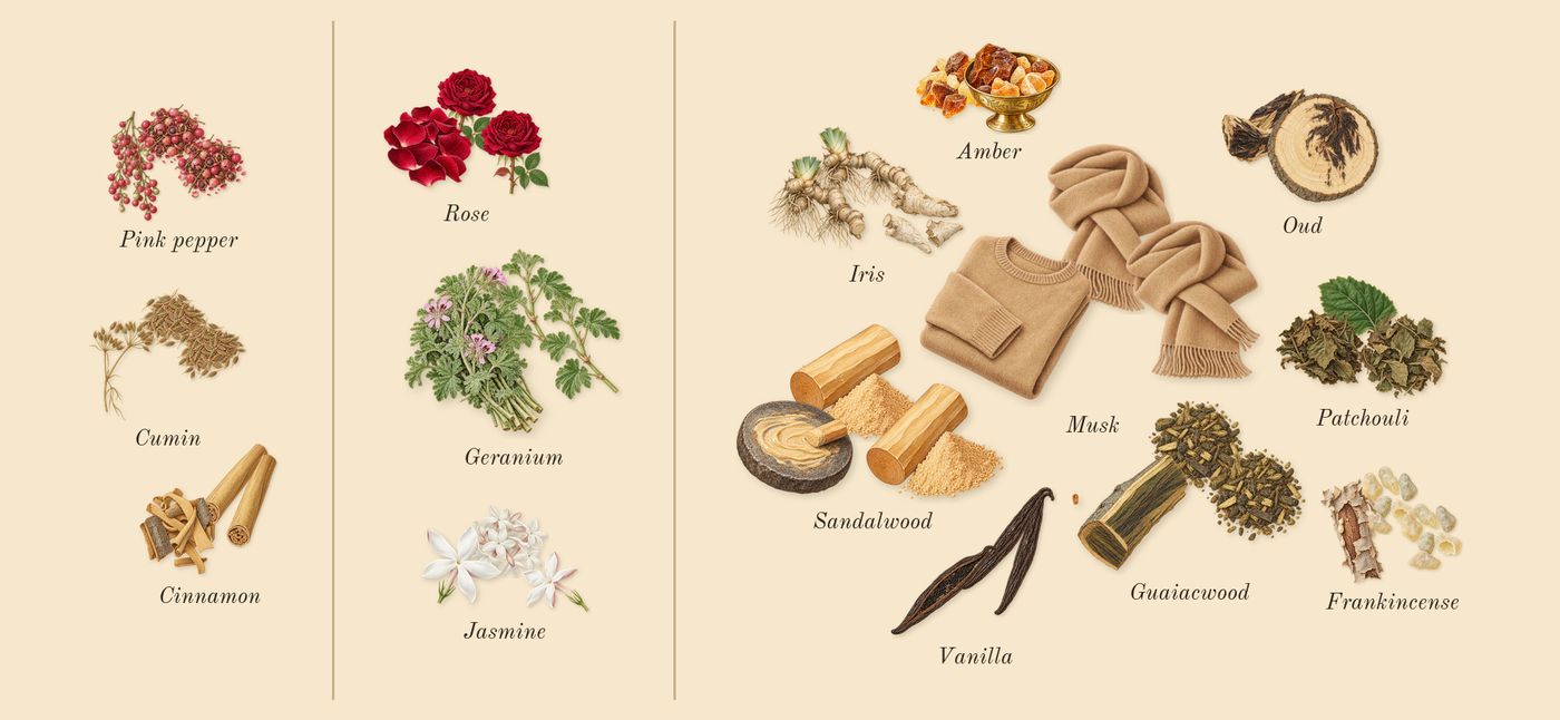 Epic 56 Woman’s scent picture, a draft: cumin, pink pepper, cinnamon, rose, geranium, jasmine drawn so far; dashed outlines where nothing is drawn yet