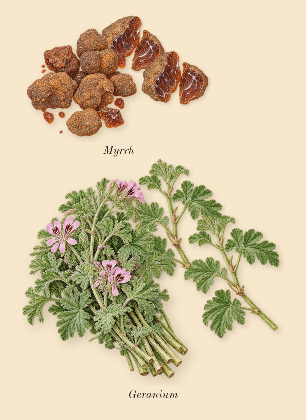 Epic Man, heart: Geranium, Myrrh