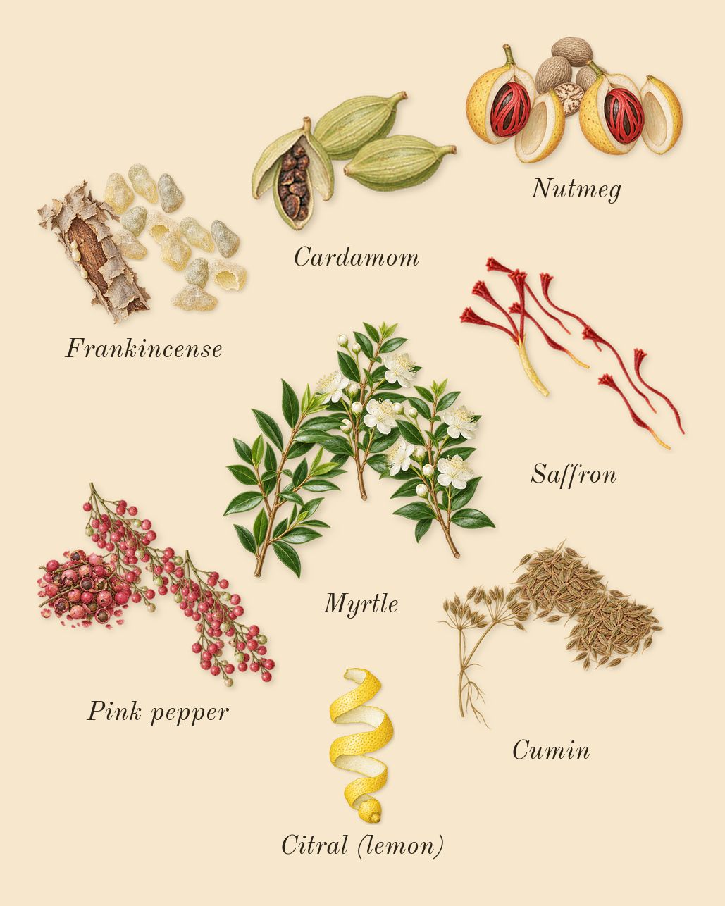 Epic Man, top notes: Pink pepper, Frankincense, Cumin, Cardamom, Saffron, Nutmeg, Myrtle, Citral (lemon)