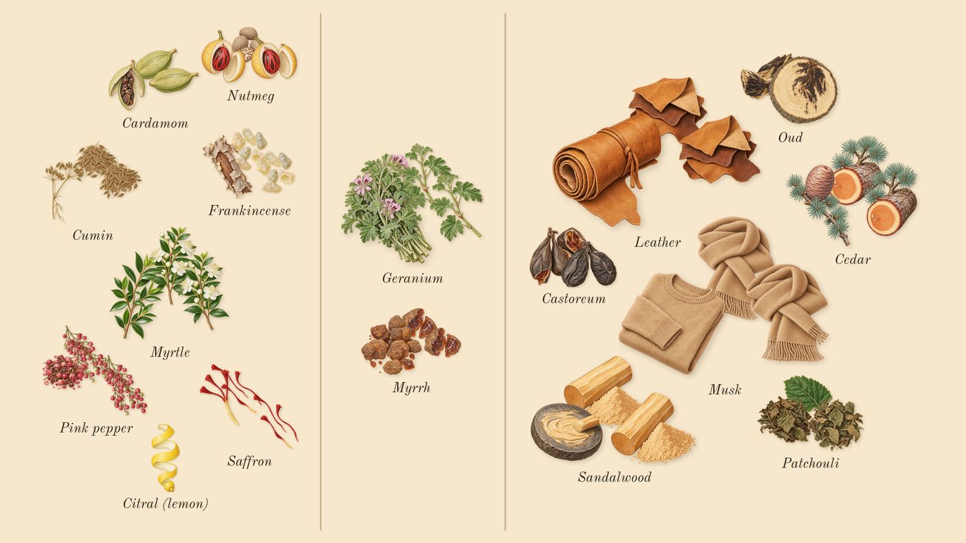 Epic Man’s scent picture, a draft: pink pepper, frankincense, cumin, cardamom, saffron, nutmeg drawn so far; dashed outlines where nothing is drawn yet
