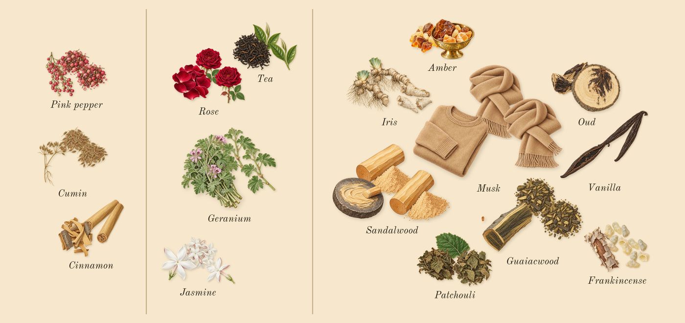 Epic Woman’s scent picture, a draft: cumin, pink pepper, cinnamon, rose, geranium, jasmine drawn so far; dashed outlines where nothing is drawn yet