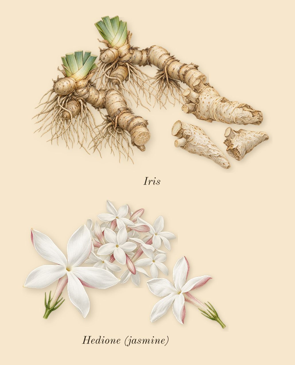 Escentric 01, heart: Iris, Hedione (jasmine)