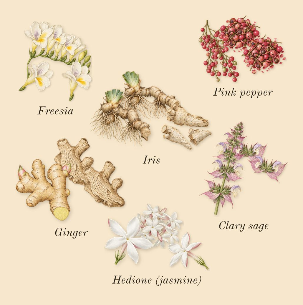 Escentric 02, heart: Ginger, Freesia, Clary sage, Pink pepper, Hedione (jasmine), Iris