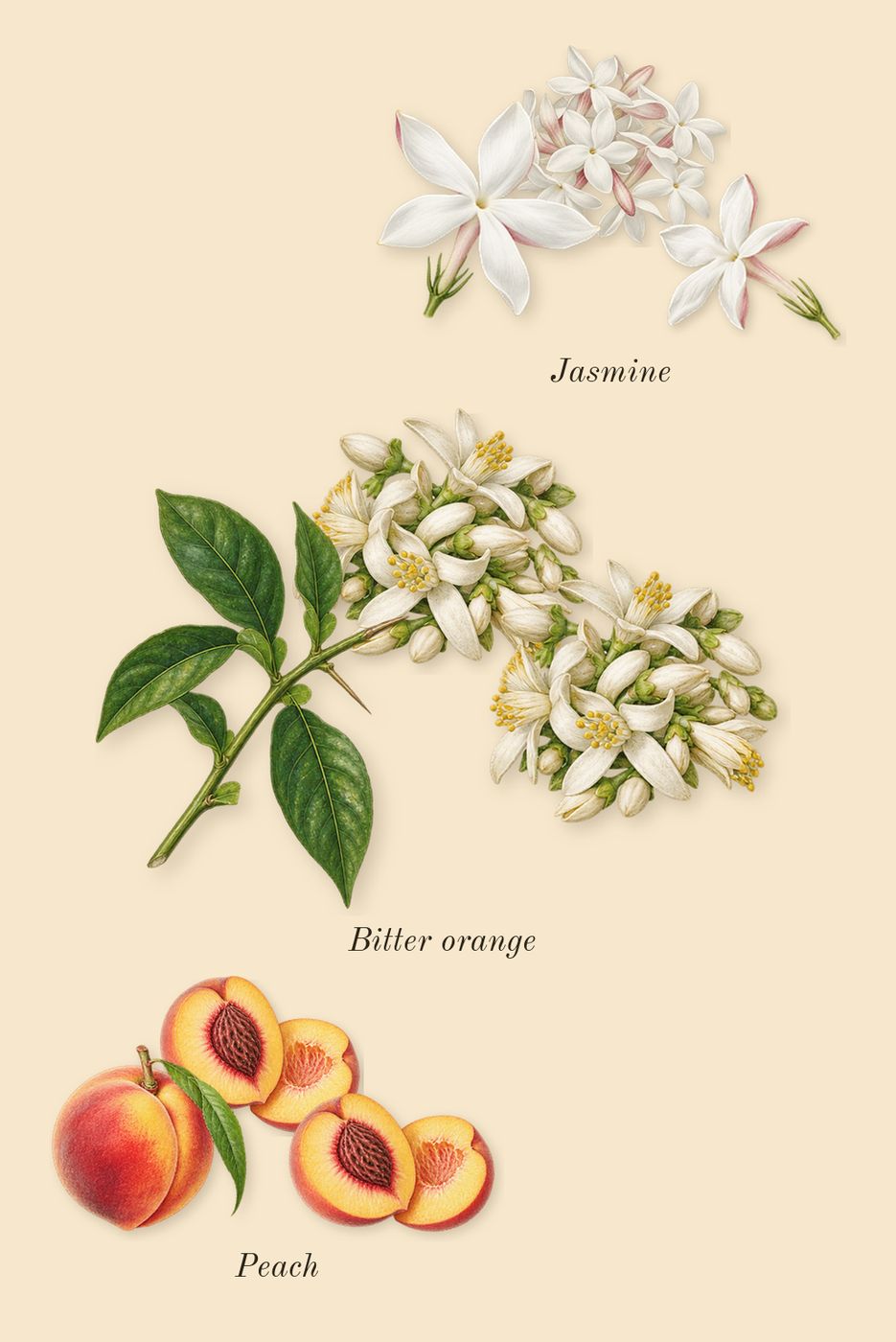 Molecule 01 + Champaca, heart: Jasmine, Bitter orange, Peach