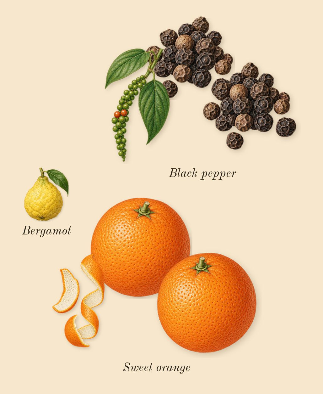 Molecule 01 + Champaca, top notes: Black pepper, Sweet orange, Bergamot