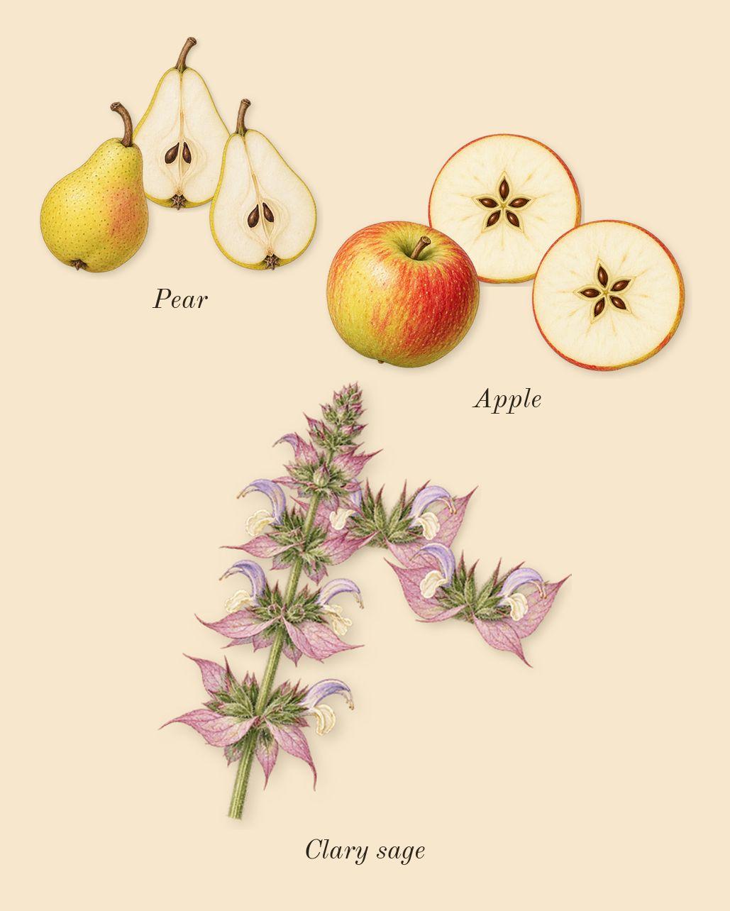 Molecule 01 + Clary Sage, heart: Clary sage, Pear, Apple