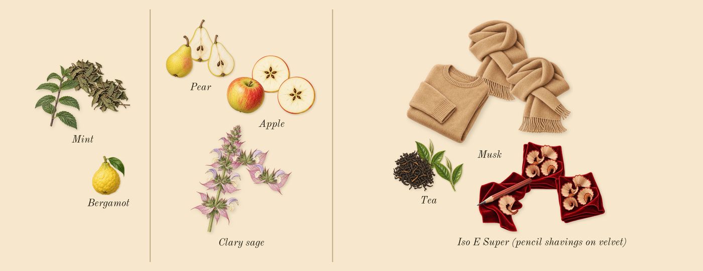 Molecule 01 + Clary Sage’s scent picture, a draft: iso e super (pencil shavings on velvet), clary sage, musk, pear, apple, tea drawn so far; dashed outlines where nothing is drawn yet