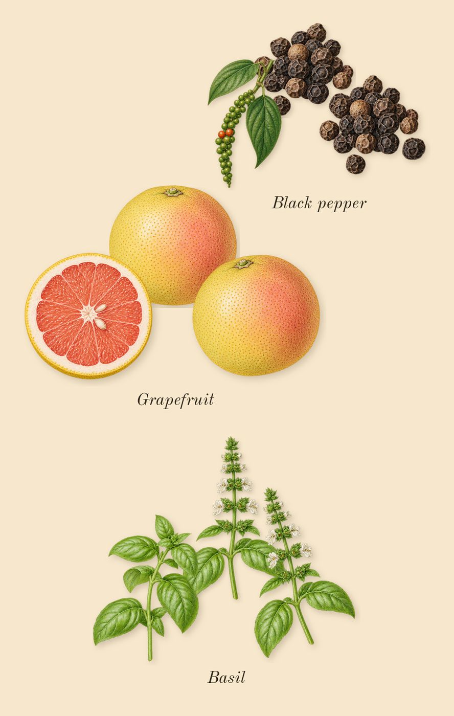 Bois Impérial, top notes: Basil, Grapefruit, Black pepper
