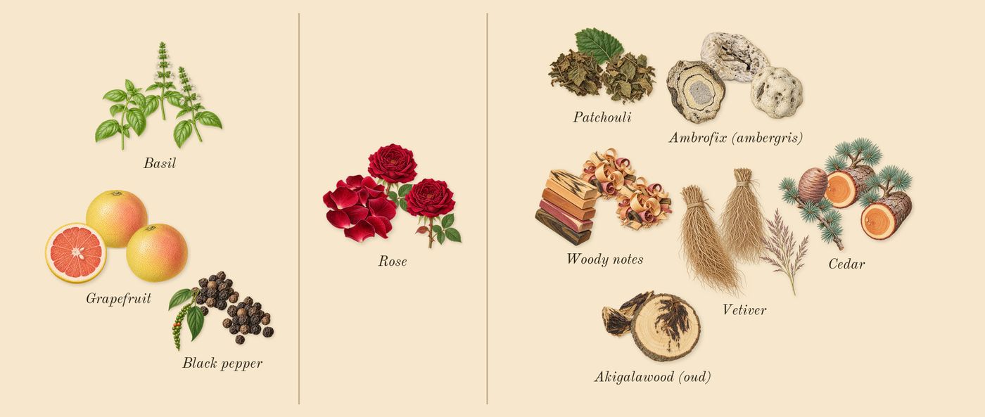 Bois Impérial’s scent picture, a draft: basil, grapefruit, black pepper, vetiver, woody notes, rose drawn so far; dashed outlines where nothing is drawn yet