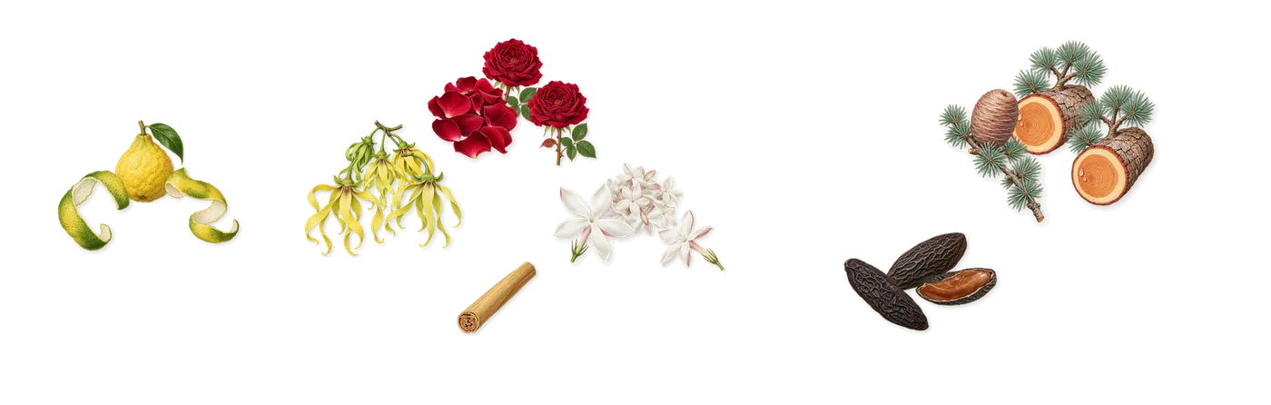 Nice Bergamote’s scent picture, a draft: bergamot, rose, jasmine, ylang-ylang, cedar, tonka (coumarin) drawn so far; dashed outlines where nothing is drawn yet