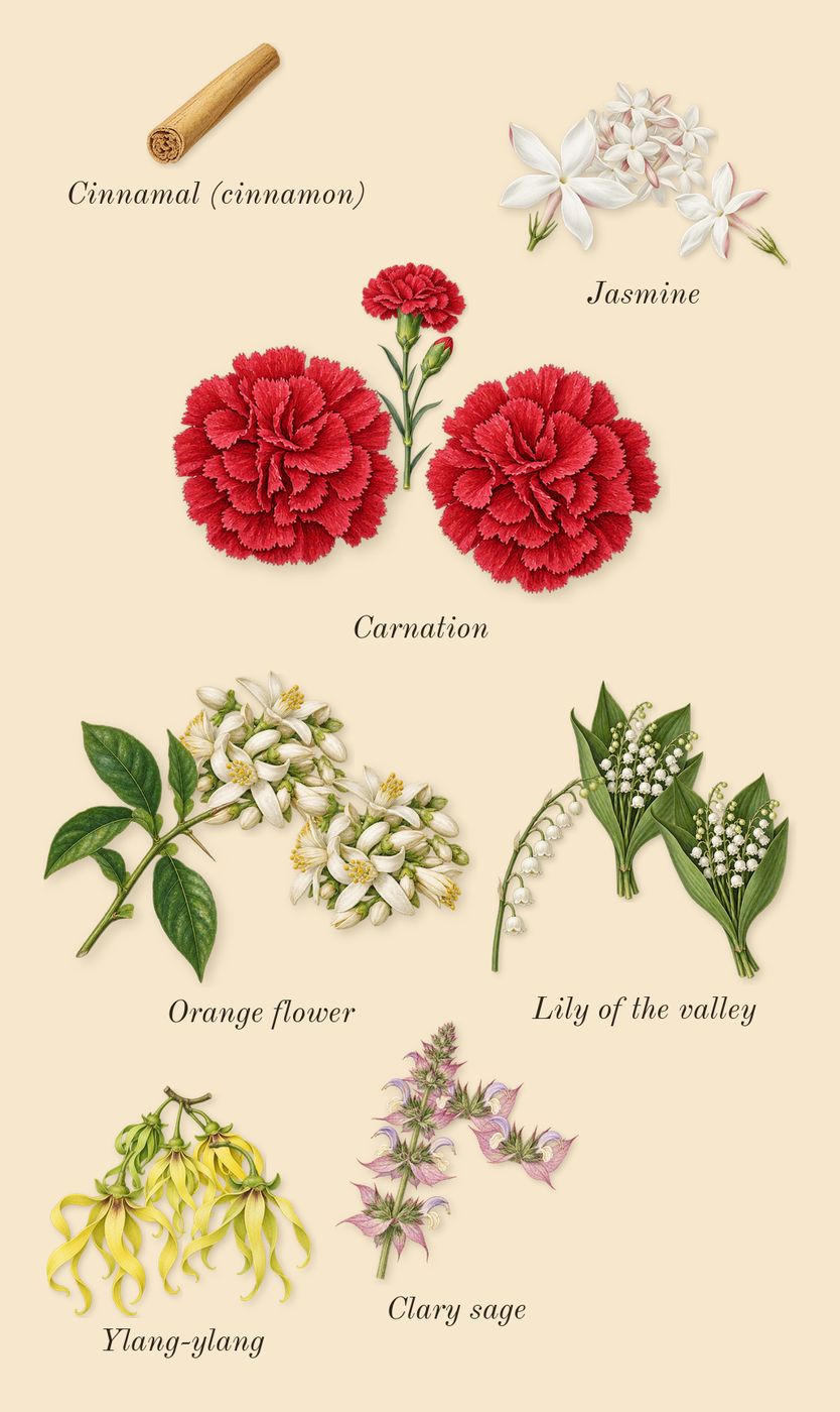 Beautiful, heart: Orange flower, Lily of the valley, Jasmine, Ylang-ylang, Carnation, Clary sage, Cinnamal (cinnamon)