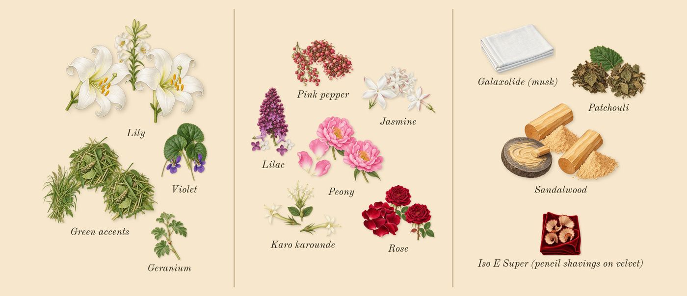 Pleasures’s scent picture, a draft: lily, violet, green accents, lilac, peony, karo karounde drawn so far; dashed outlines where nothing is drawn yet