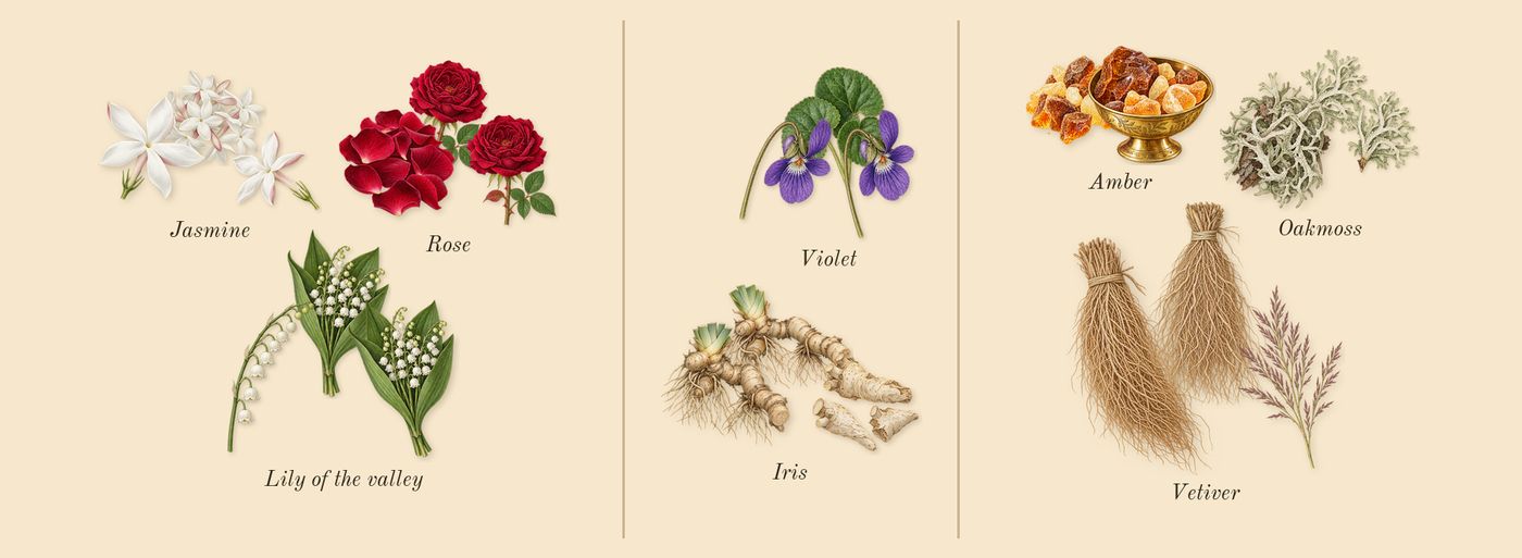 White Linen’s scent picture, a draft: rose, jasmine, lily of the valley, violet, iris, vetiver drawn so far; dashed outlines where nothing is drawn yet