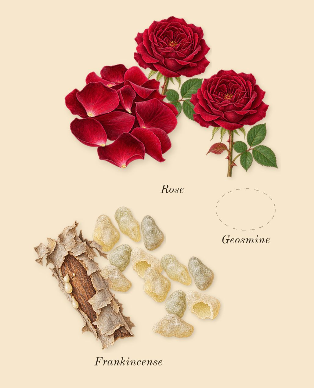 Hermann à mes côtés me paraissait une ombre, heart: Frankincense, Geosmine, Rose