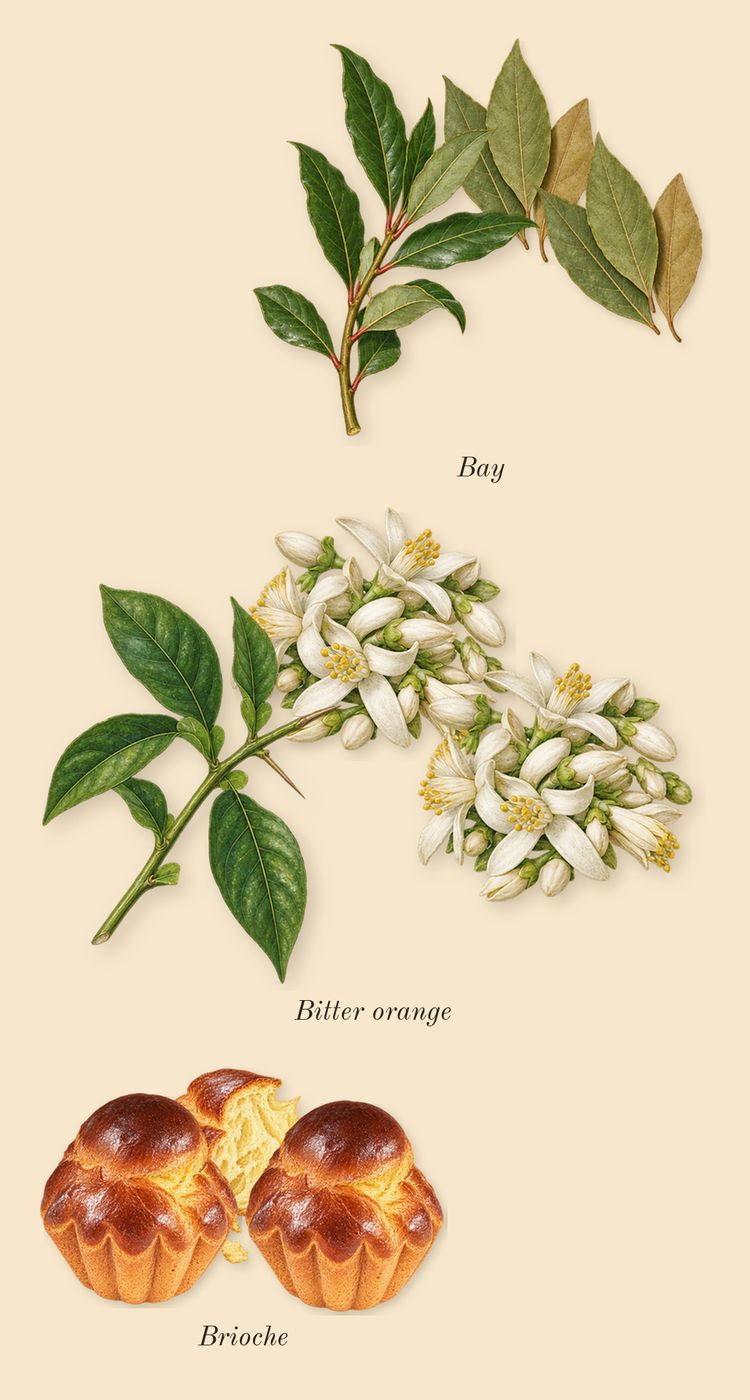 Story of Your Life, heart: Bay, Bitter orange, Brioche