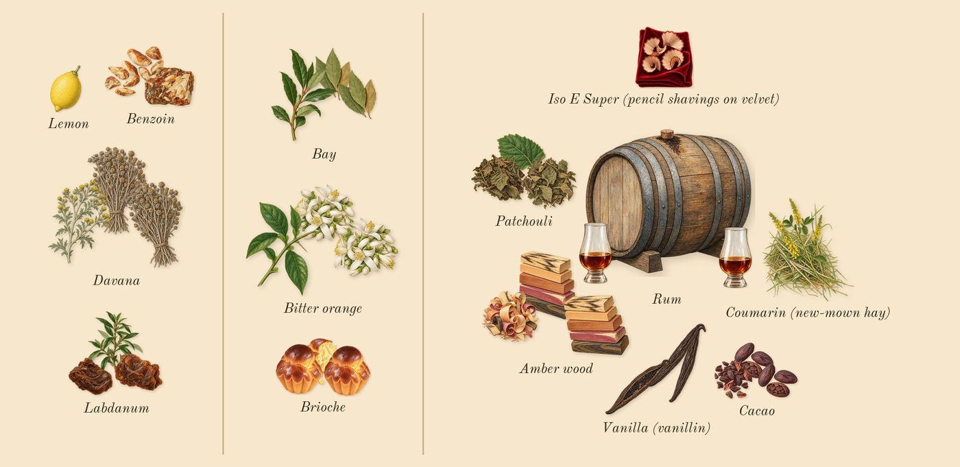 Story of Your Life’s scent picture, a draft: labdanum, davana, benzoin, bay, bitter orange, brioche drawn so far; dashed outlines where nothing is drawn yet