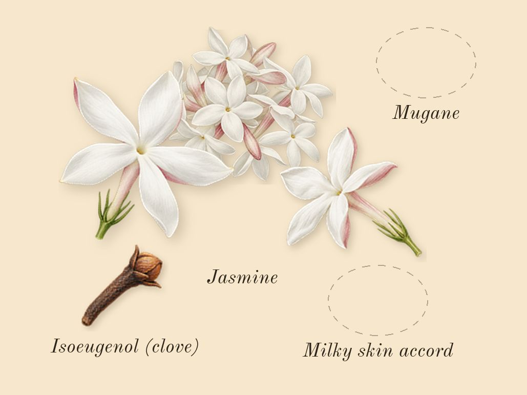 The Ghost in the Shell, heart: Jasmine, Mugane, Milky skin accord, Isoeugenol (clove)