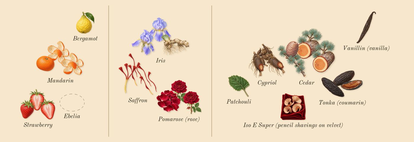 Uruk Chronicles’s scent picture, a draft: strawberry, mandarin, saffron, iris, pomarose (rose), tonka (coumarin) drawn so far; dashed outlines where nothing is drawn yet