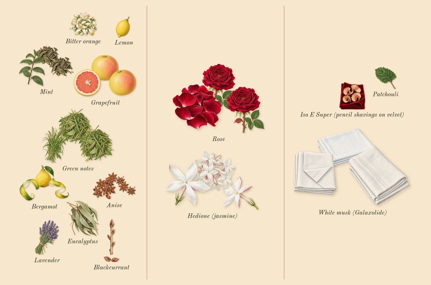 You or Someone Like You’s scent picture, a draft: bergamot, anise, grapefruit, blackcurrant, green notes, hedione (jasmine) drawn so far; dashed outlines where nothing is drawn yet