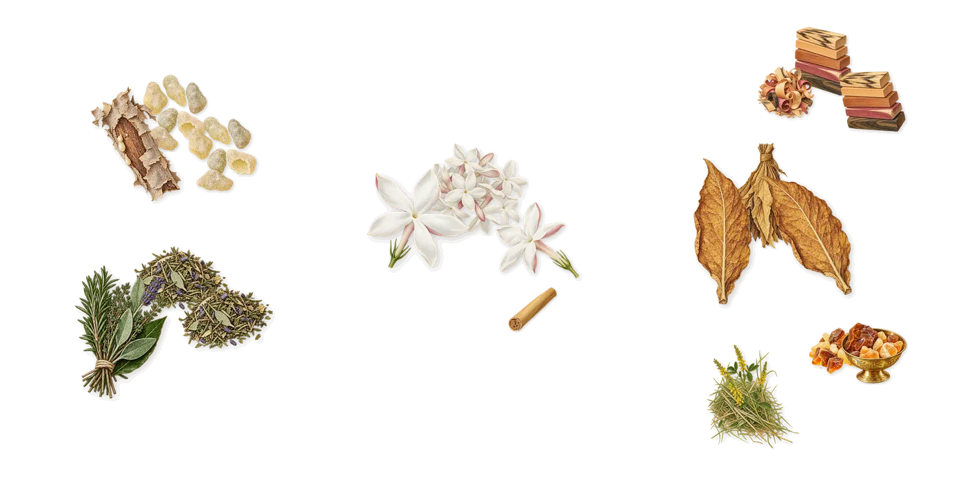Ryder’s scent picture, a draft: tobacco, aromatic esters, amber, dark woods, jasmine, frankincense drawn so far; dashed outlines where nothing is drawn yet