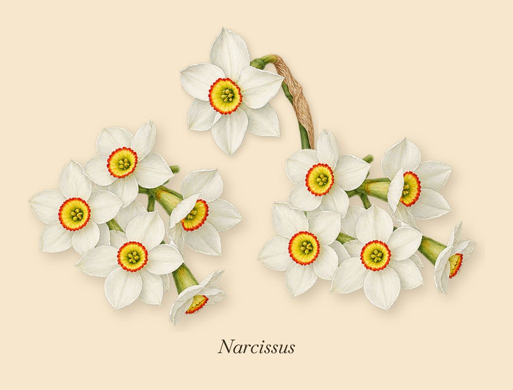Atlas Fever, as it settles: Narcissus