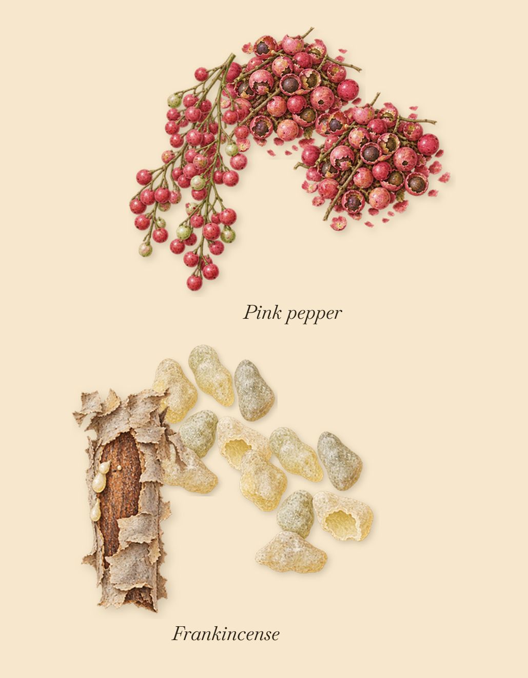 Atlas Fever, when you spray it: Pink pepper, Frankincense