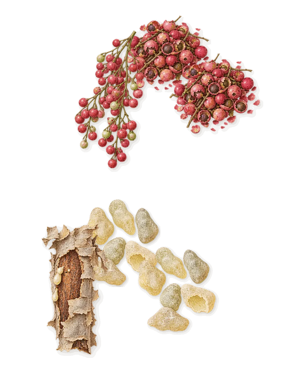 Atlas Fever, when you spray it: Pink pepper, Frankincense