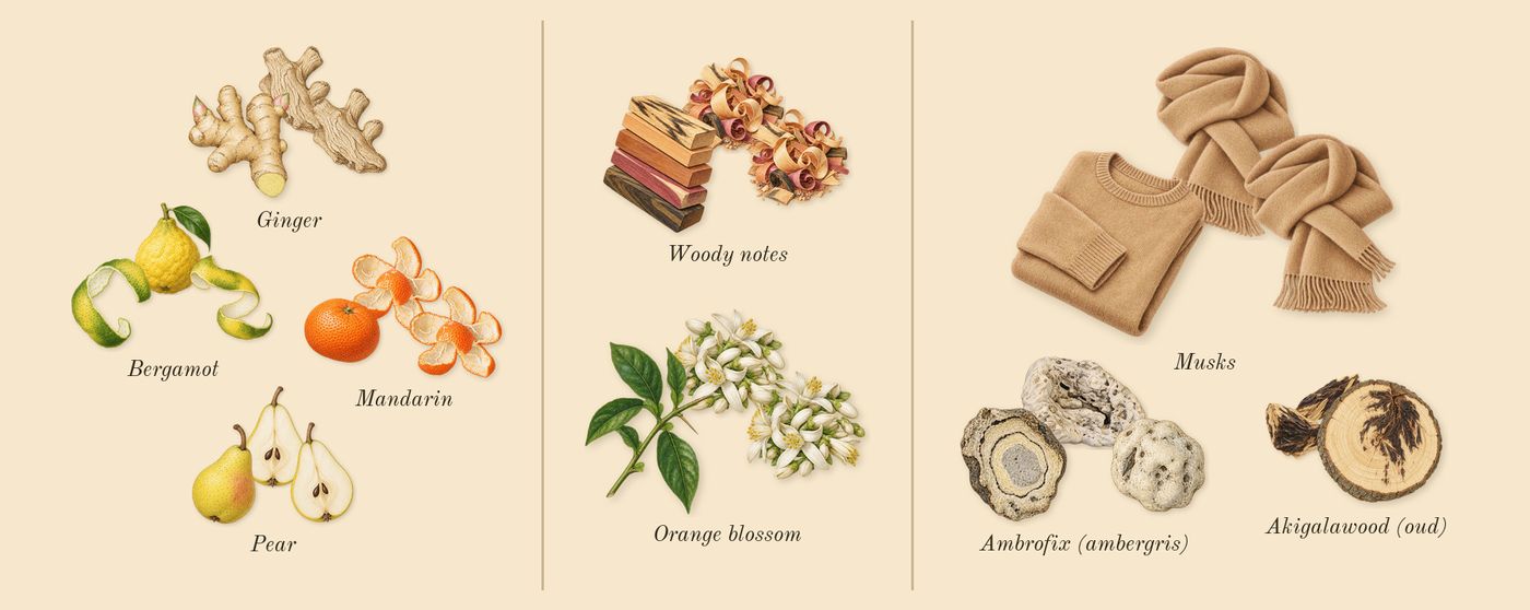 Blue Talisman’s scent picture, a draft: pear, bergamot, ginger, mandarin, orange blossom, woody notes drawn so far; dashed outlines where nothing is drawn yet