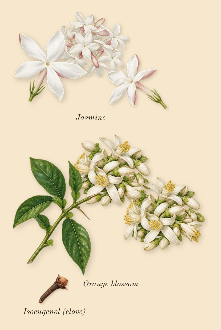 Blue Talisman, heart: Orange blossom, Jasmine, Isoeugenol (clove)