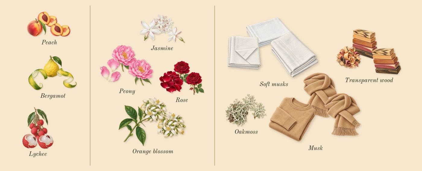 Fleur Narcotique’s scent picture, a draft: bergamot, lychee, peach, rose, orange blossom, jasmine drawn so far; dashed outlines where nothing is drawn yet