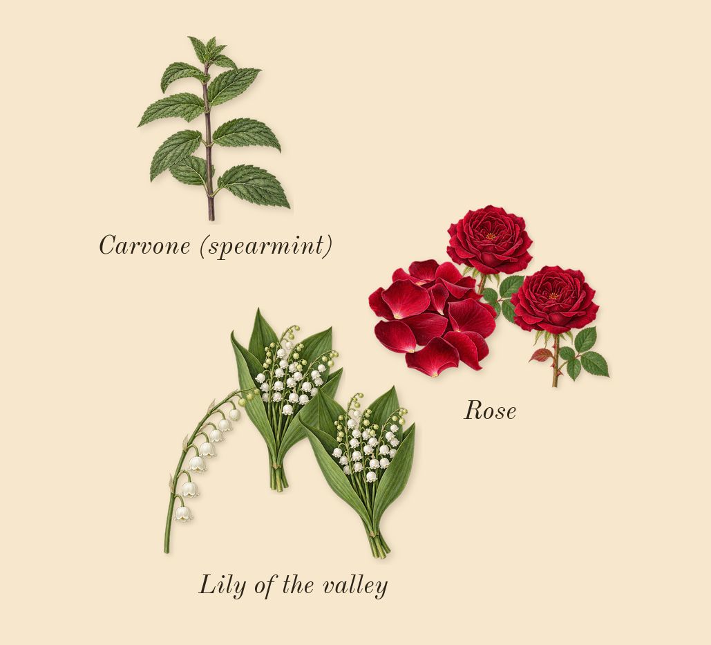 Existence, top notes: Lily of the valley, Rose, Carvone (spearmint)