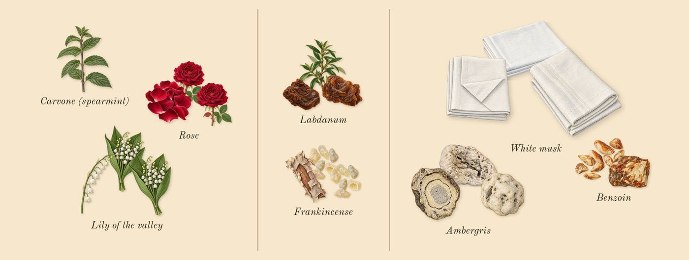 Existence’s scent picture, a draft: lily of the valley, rose, frankincense, labdanum, ambergris, white musk drawn so far; dashed outlines where nothing is drawn yet