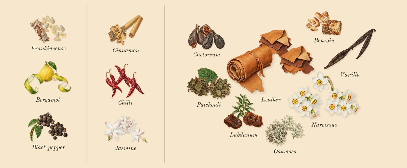 Fate Woman’s scent picture, a draft: bergamot, cinnamon, chilli, black pepper, narcissus, jasmine drawn so far; dashed outlines where nothing is drawn yet