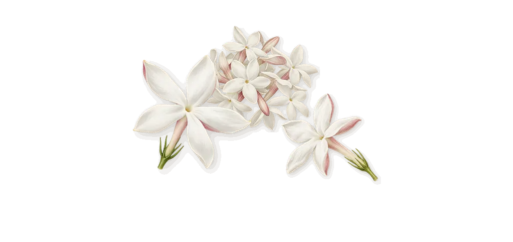 Delizia Kokoloko, as it settles: Jasmine