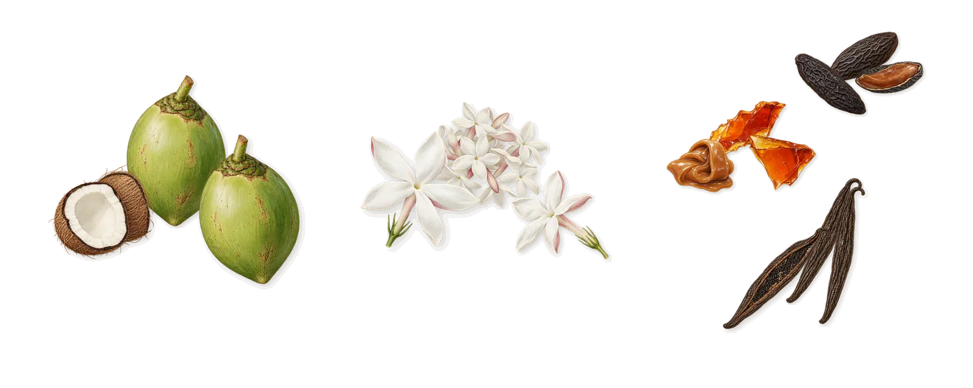 Delizia Kokoloko’s scent picture, a draft: coconut, jasmine, vanilla, tonka, brown sugar drawn so far; dashed outlines where nothing is drawn yet