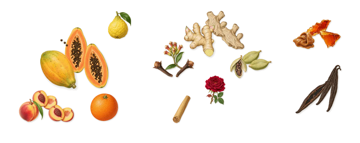 Delizia Peachplease’s scent picture, a draft: peach, papaya, ginger, cardamom, clove, vanilla drawn so far; dashed outlines where nothing is drawn yet