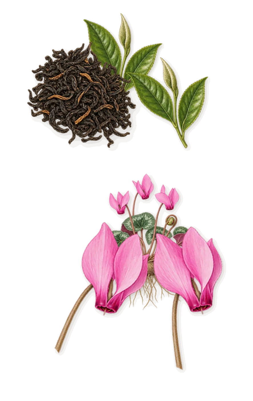 One Umbrella for Two, as it settles: Cyclamen, Tea