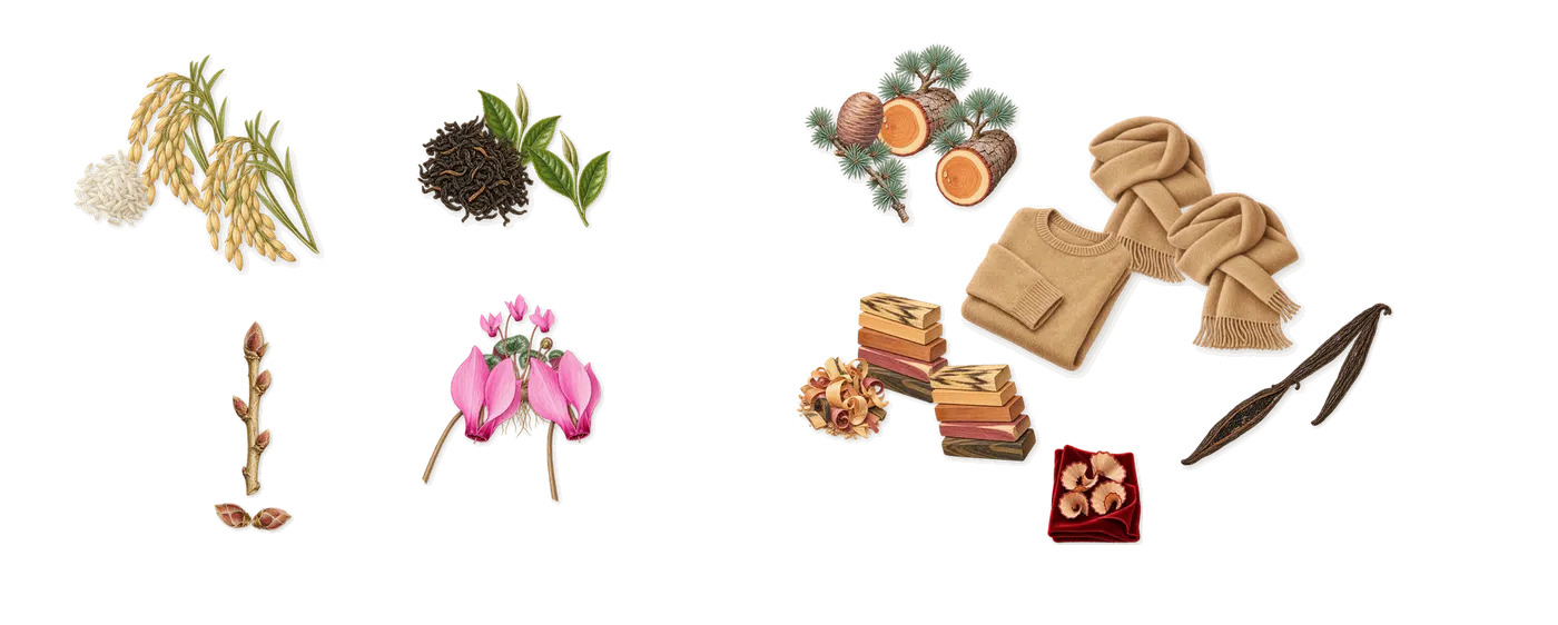 One Umbrella for Two’s scent picture, a draft: blackcurrant, rice, cyclamen, tea, musks, woody notes drawn so far; dashed outlines where nothing is drawn yet
