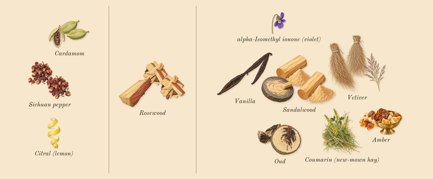 Oud Wonder’s scent picture, a draft: cardamom, sichuan pepper, vanilla, rosewood, vetiver, oud drawn so far; dashed outlines where nothing is drawn yet