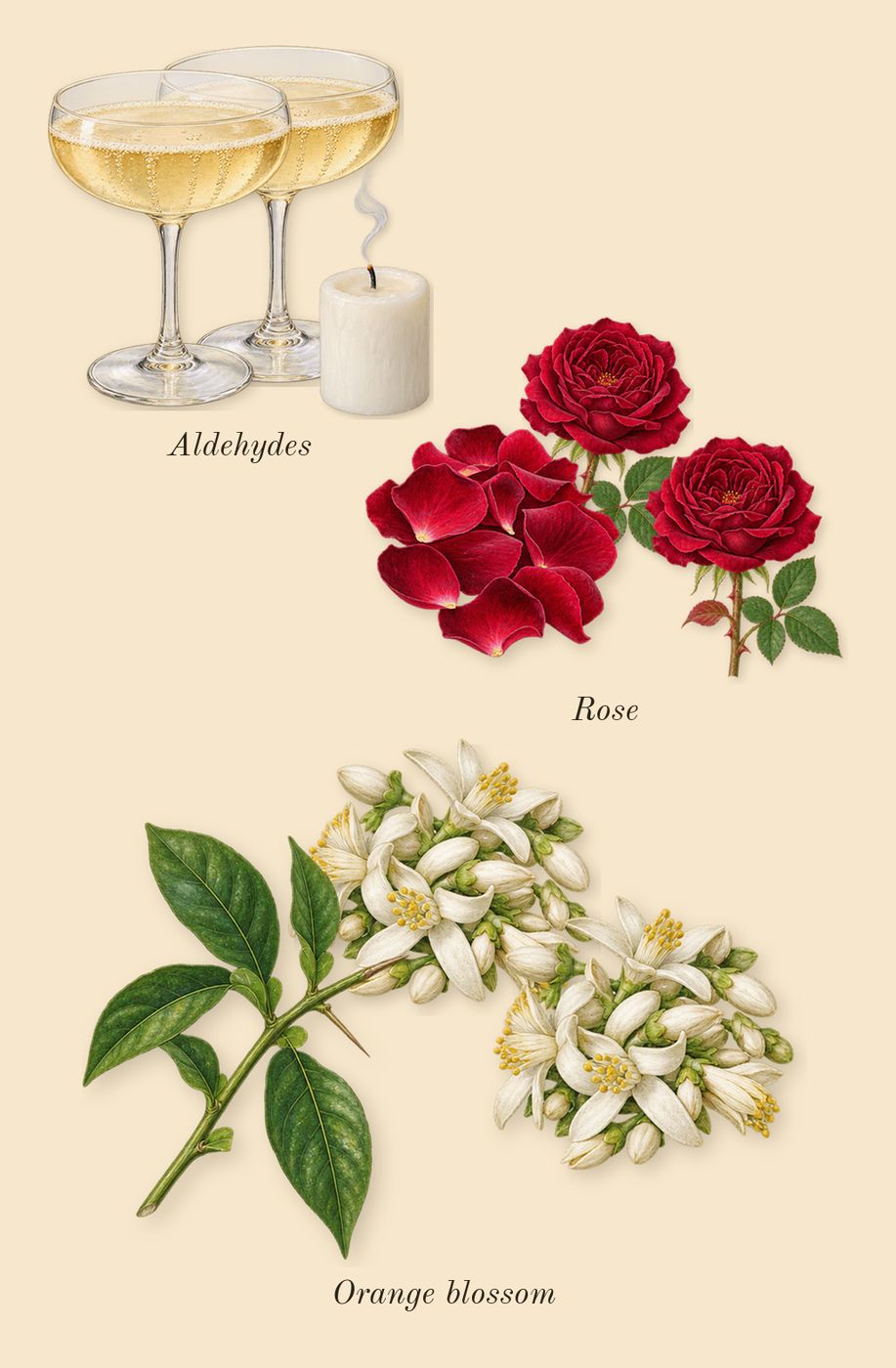 Acne Studios par Frédéric Malle, heart: Aldehydes, Rose, Orange blossom