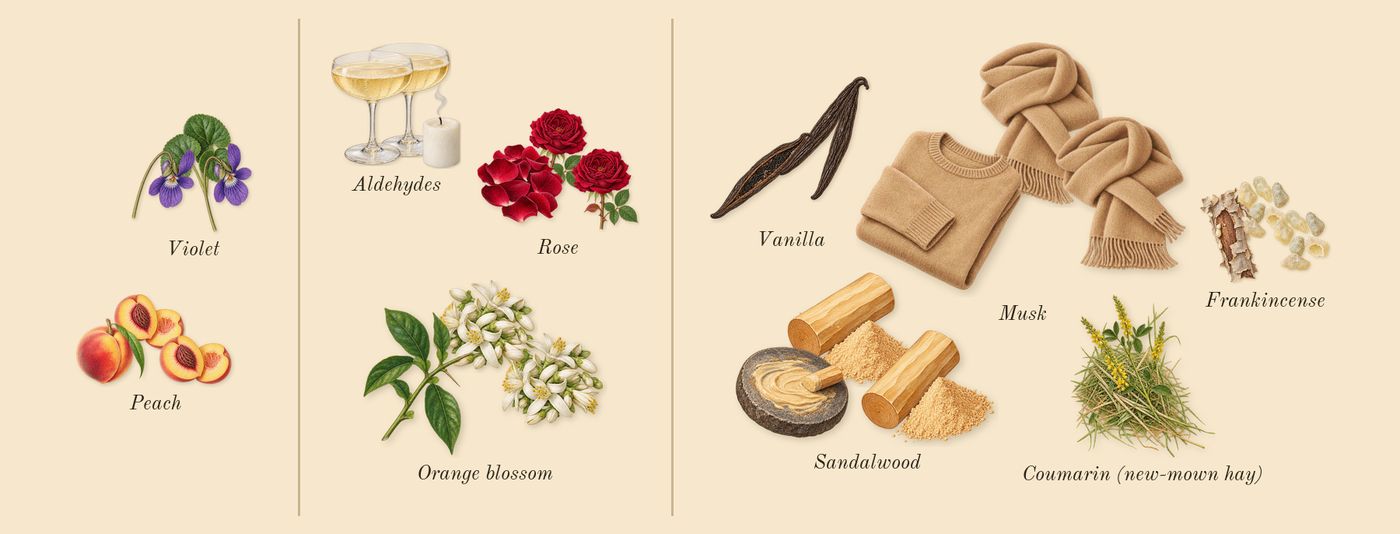 Acne Studios par Frédéric Malle’s scent picture, a draft: peach, aldehydes, frankincense, rose, vanilla, sandalwood drawn so far; dashed outlines where nothing is drawn yet