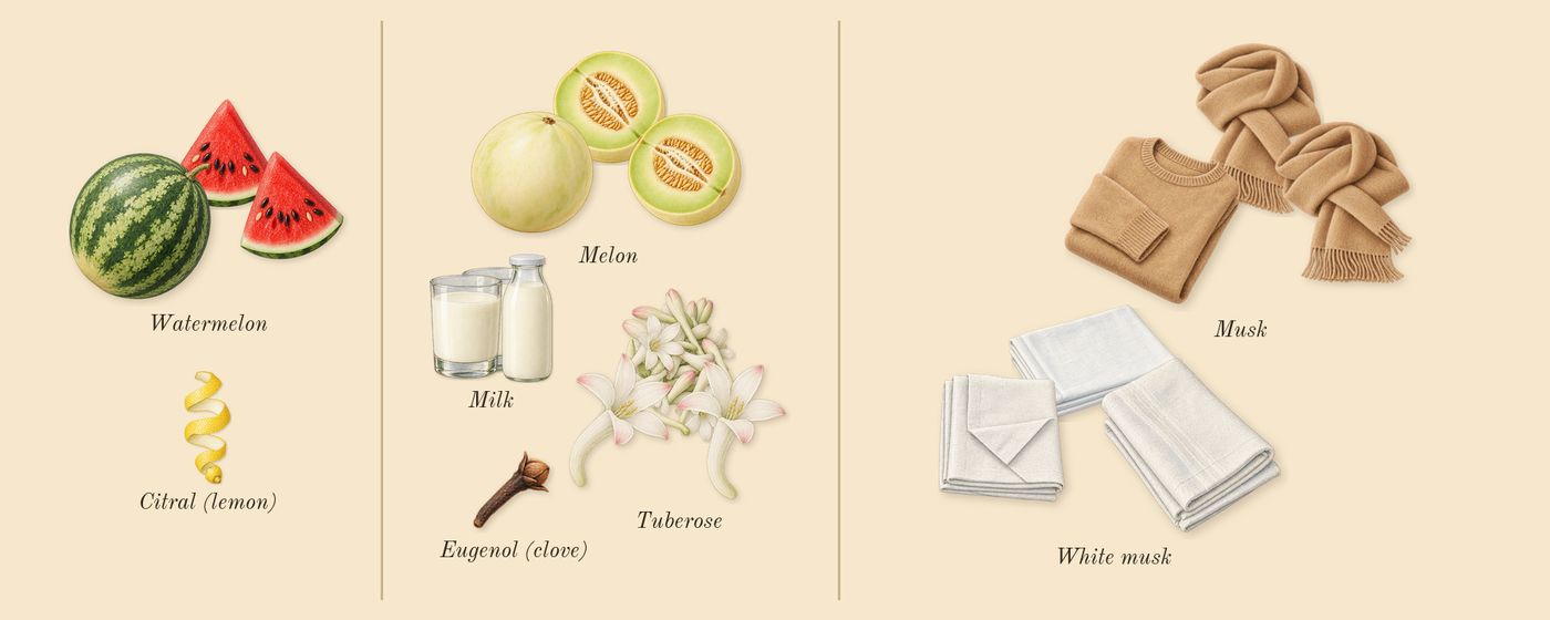 Carnal Flower’s scent picture, a draft: watermelon, tuberose, musk, melon, white musk, milk drawn so far; dashed outlines where nothing is drawn yet