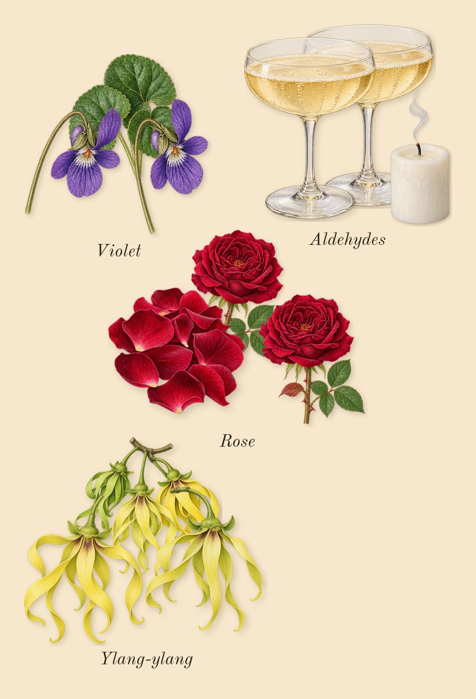Iris Poudre, top notes: Rose, Violet, Ylang-ylang, Aldehydes
