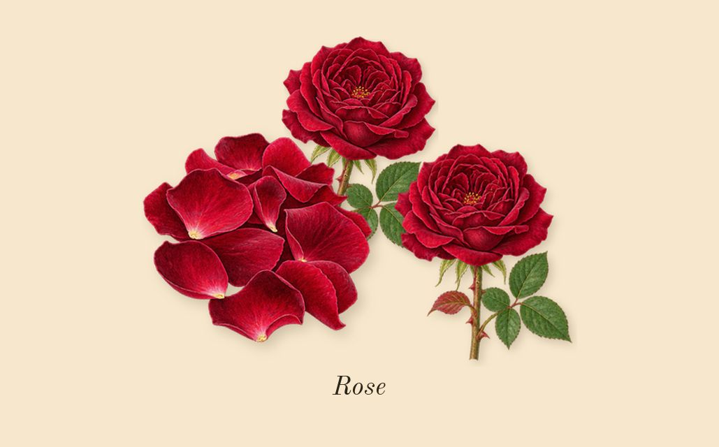 Portrait of a Lady, heart: Rose