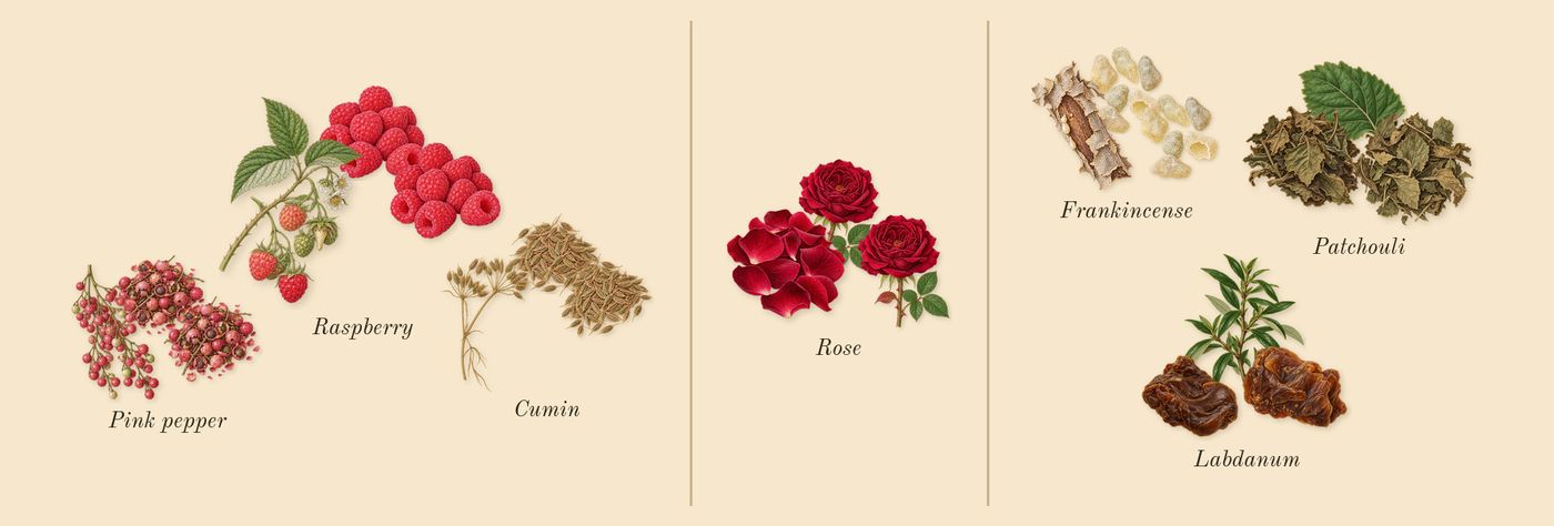 Portrait of a Lady’s scent picture, a draft: raspberry, cumin, pink pepper, rose, patchouli, labdanum drawn so far; dashed outlines where nothing is drawn yet