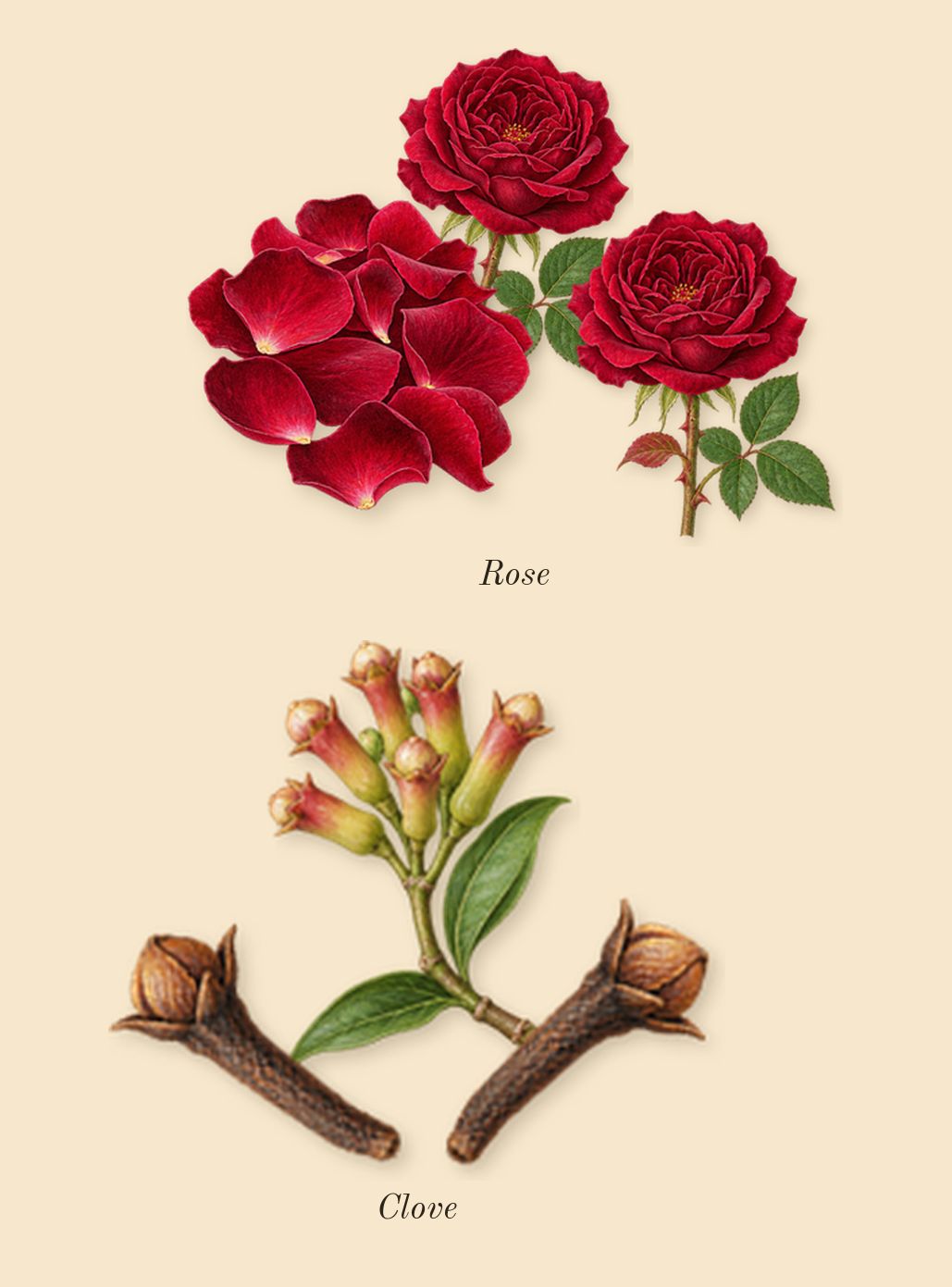 Promise, heart: Rose, Clove