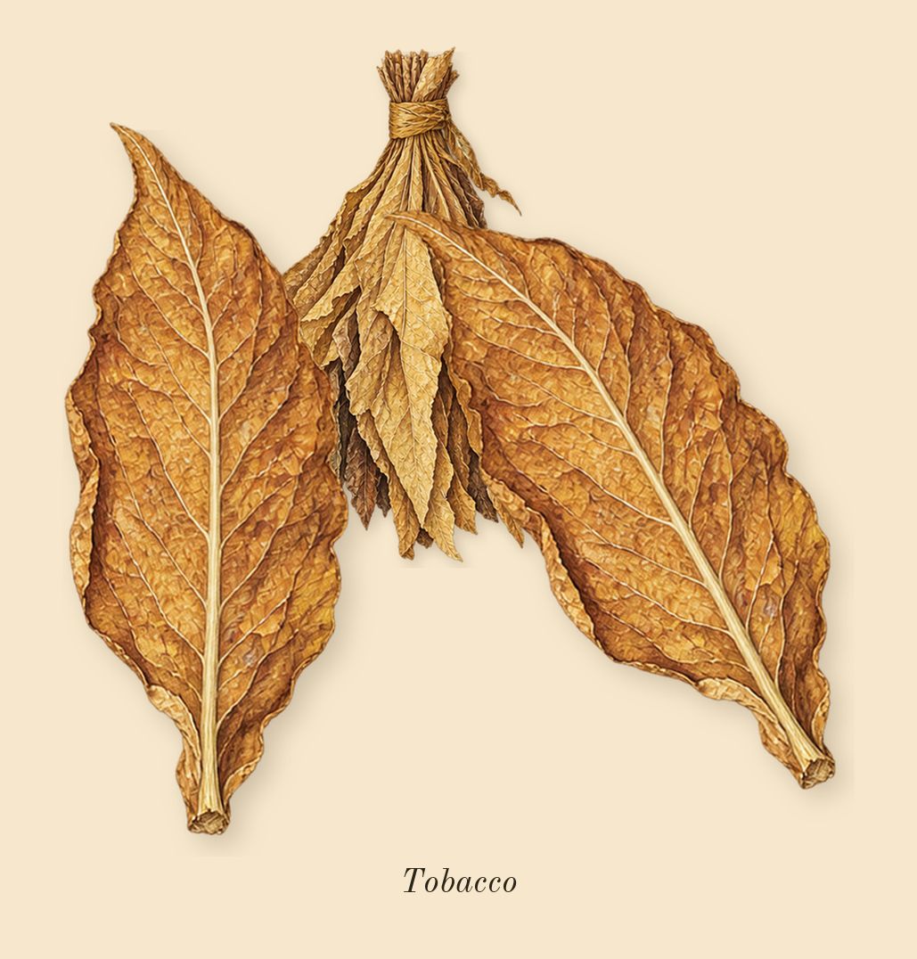 After Effect, heart: Tobacco