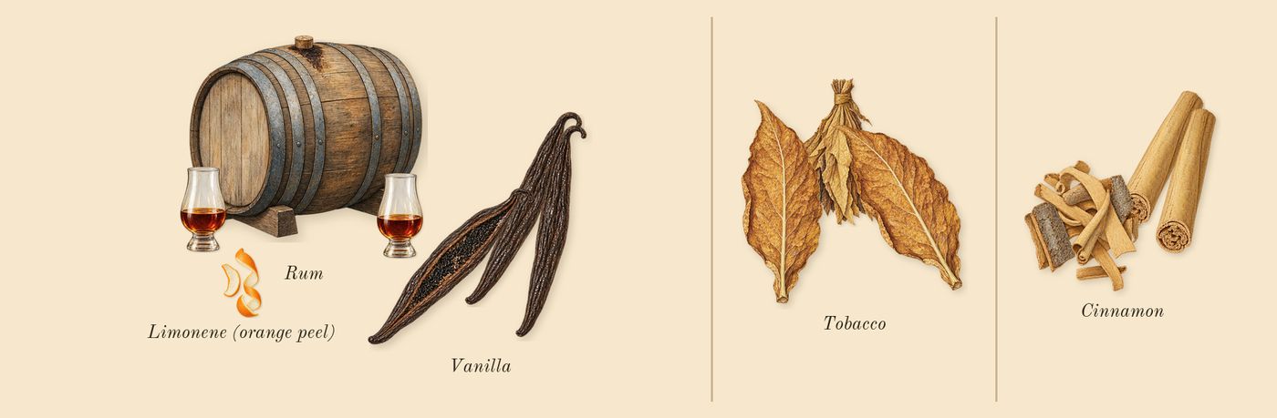 After Effect’s scent picture, a draft: rum, vanilla, tobacco, cinnamon, limonene (orange peel) drawn so far; dashed outlines where nothing is drawn yet